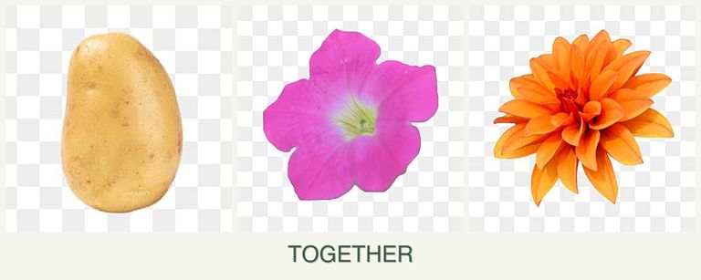 Can you plant potatoes, petunias and dahlias together?