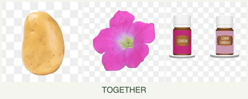 Can you plant potatoes, petunias and geraniums together?