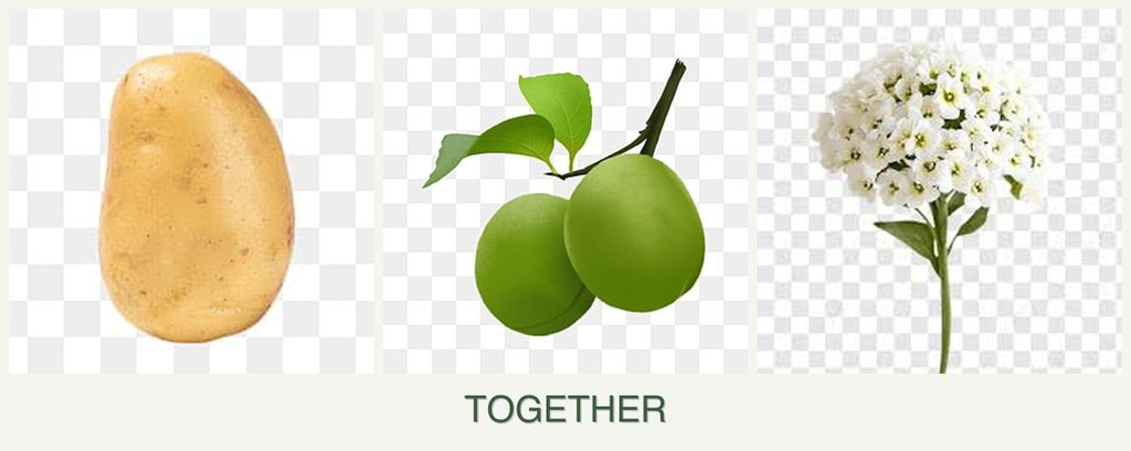 Can you plant potatoes, plums and alyssum together?