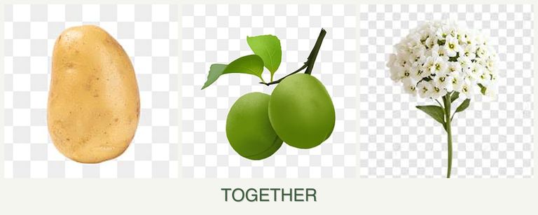 Can you plant potatoes, plums and alyssum together?