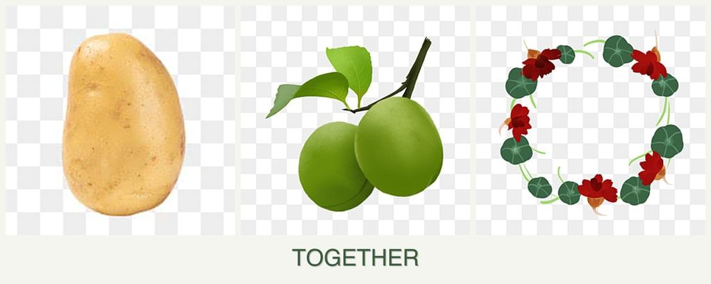 Can you plant potatoes, plums and nasturtiums together?
