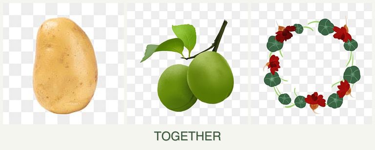 Can you plant potatoes, plums and nasturtiums together?
