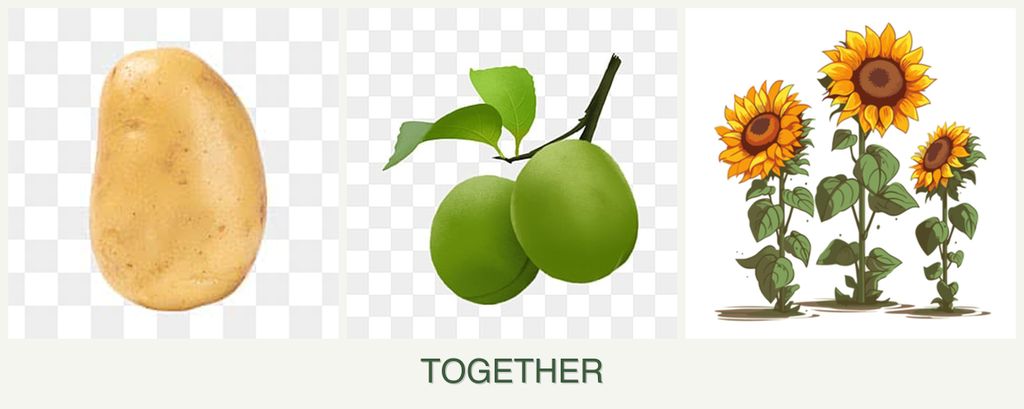 Can you plant potatoes, plums and sunflowers together?