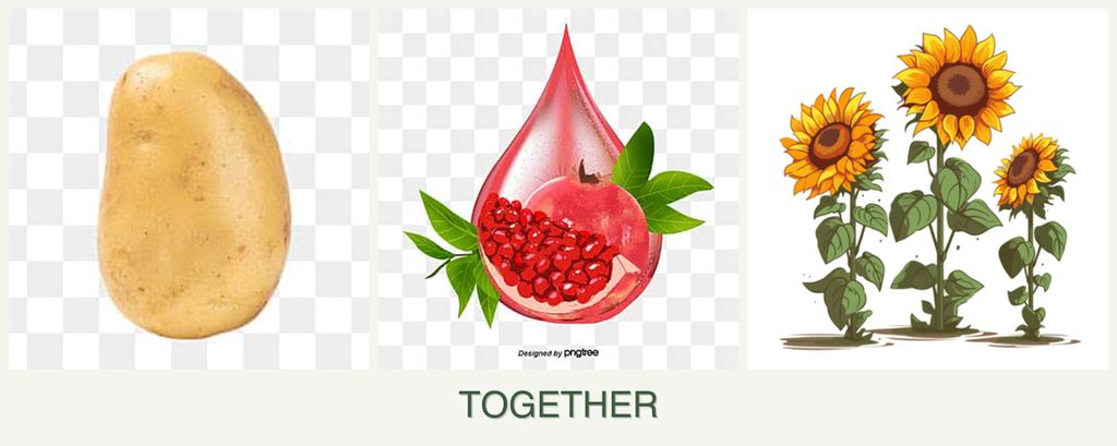 Can you plant potatoes, pomegranates and sunflowers together?