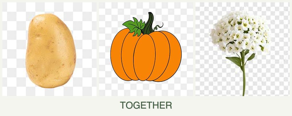 Can you plant potatoes, pumpkin and alyssum together?