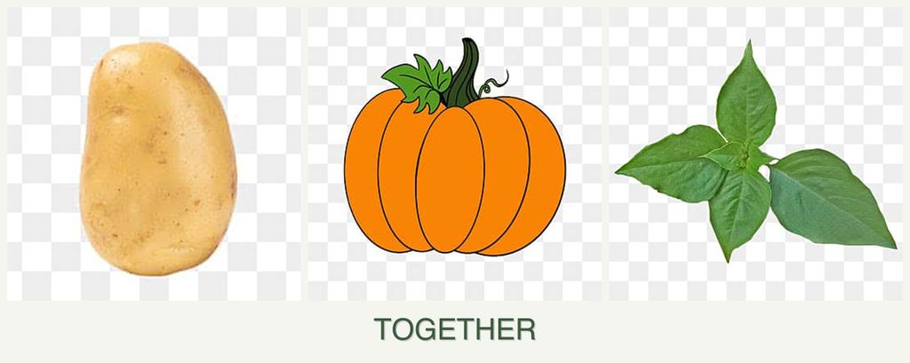 Can you plant potatoes, pumpkin and basil together?
