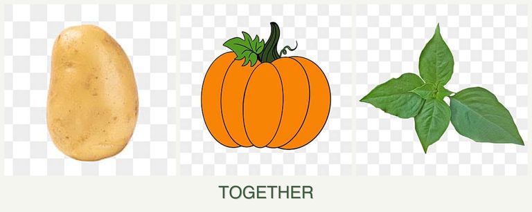 Can you plant potatoes, pumpkin and basil together?
