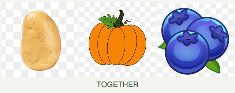 Can you plant potatoes, pumpkin and blueberries together?