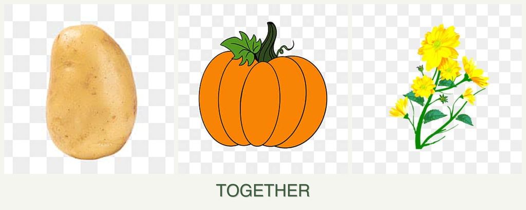 Can you plant potatoes, pumpkin and calendula together?