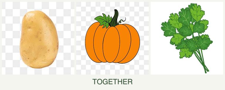 Can you plant potatoes, pumpkin and cilantro together?