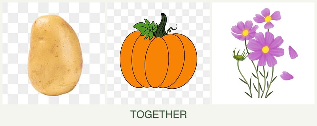 Can you plant potatoes, pumpkin and cosmos together?