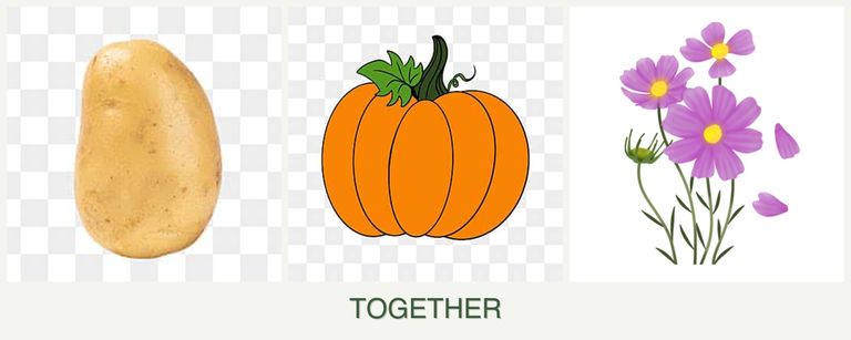 Can you plant potatoes, pumpkin and cosmos together?