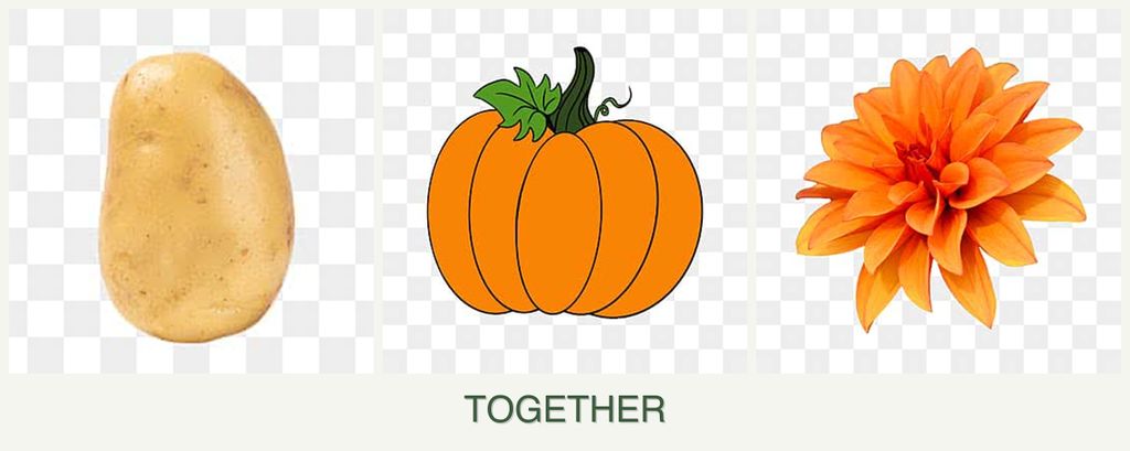 Can you plant potatoes, pumpkin and dahlias together?