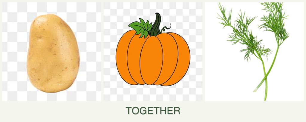 Can you plant potatoes, pumpkin and dill together?