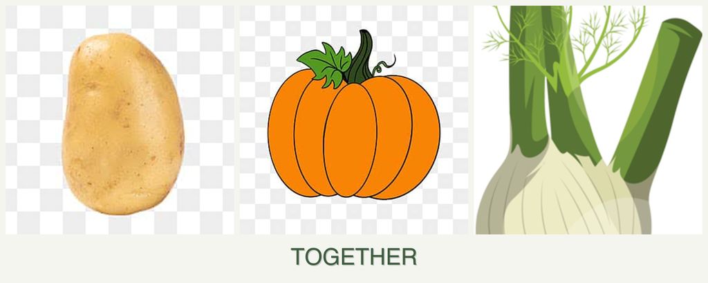 Can you plant potatoes, pumpkin and fennel together?