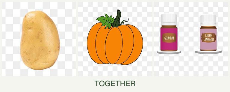 Can you plant potatoes, pumpkin and geraniums together?