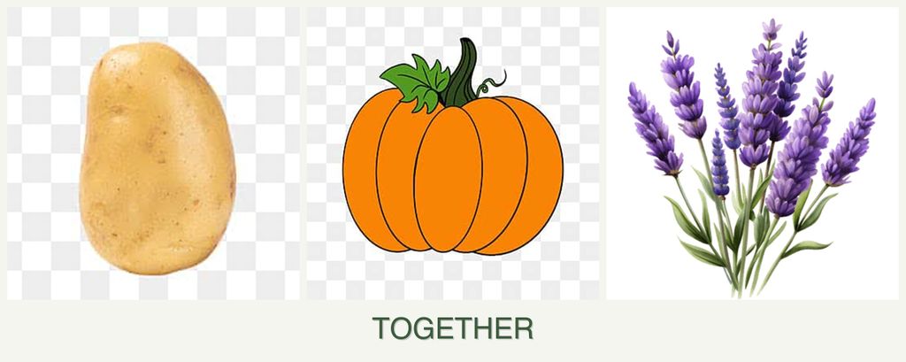 Can you plant potatoes, pumpkin and lavender together?