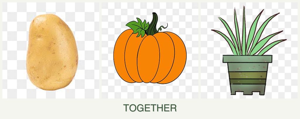 Can you plant potatoes, pumpkin and lemongrass together?