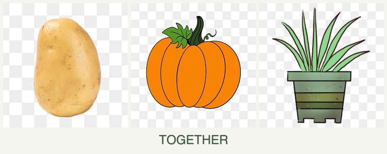 Can you plant potatoes, pumpkin and lemongrass together?