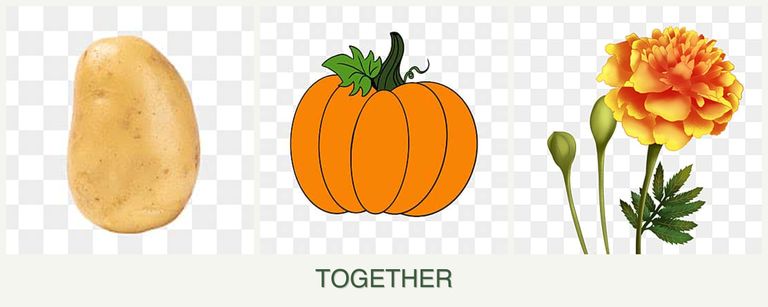 Can you plant potatoes, pumpkin and marigolds together?