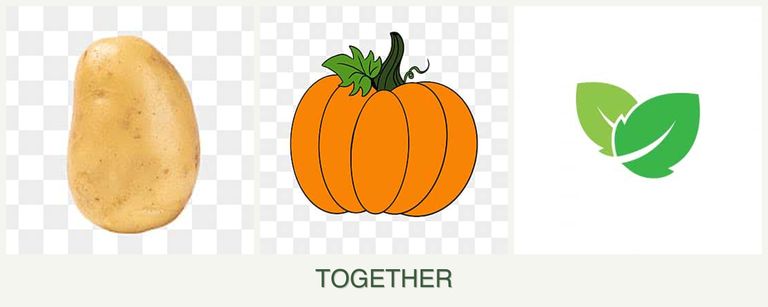 Can you plant potatoes, pumpkin and mint together?