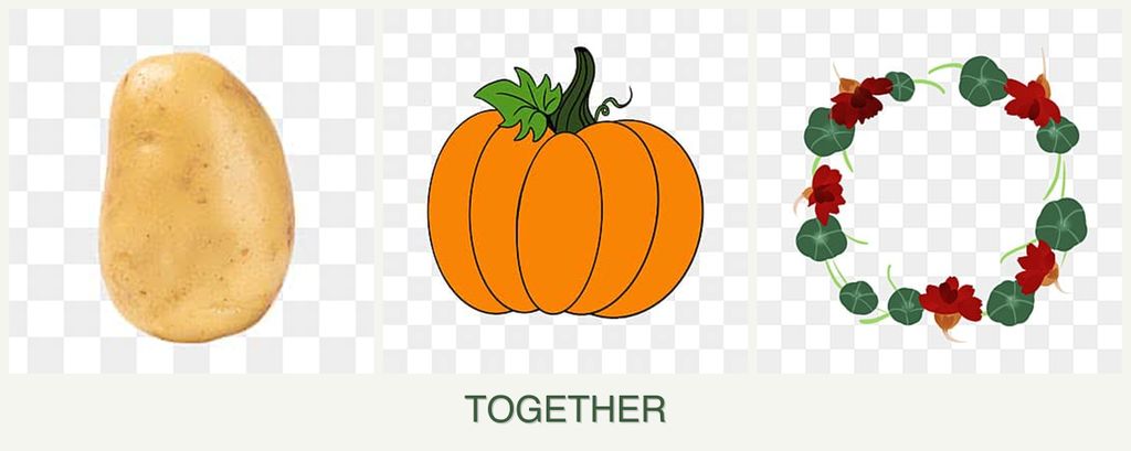 Can you plant potatoes, pumpkin and nasturtiums together?
