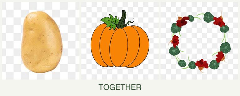 Can you plant potatoes, pumpkin and nasturtiums together?