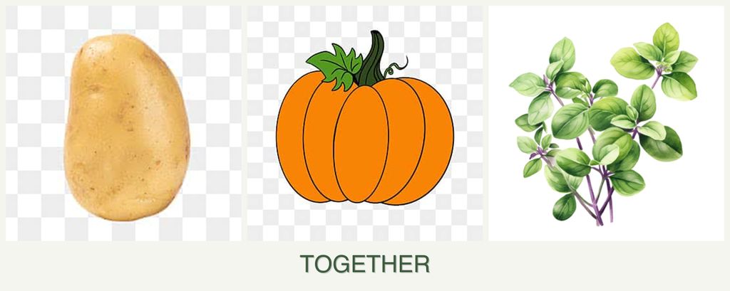 Can you plant potatoes, pumpkin and oregano together?