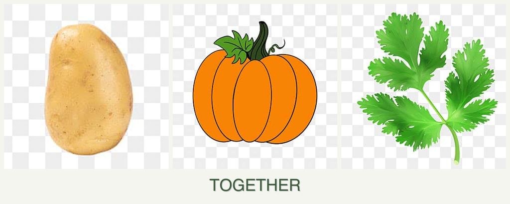 Can you plant potatoes, pumpkin and parsley together?