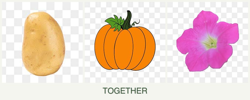 Can you plant potatoes, pumpkin and petunias together?