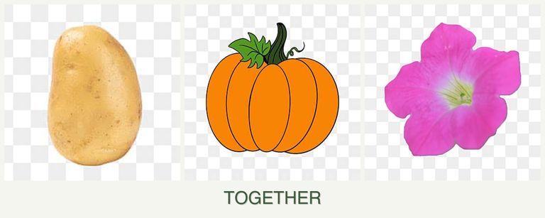Can you plant potatoes, pumpkin and petunias together?