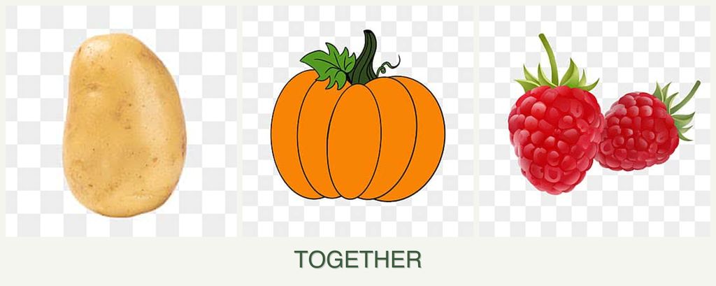 Can you plant potatoes, pumpkin and raspberries together?