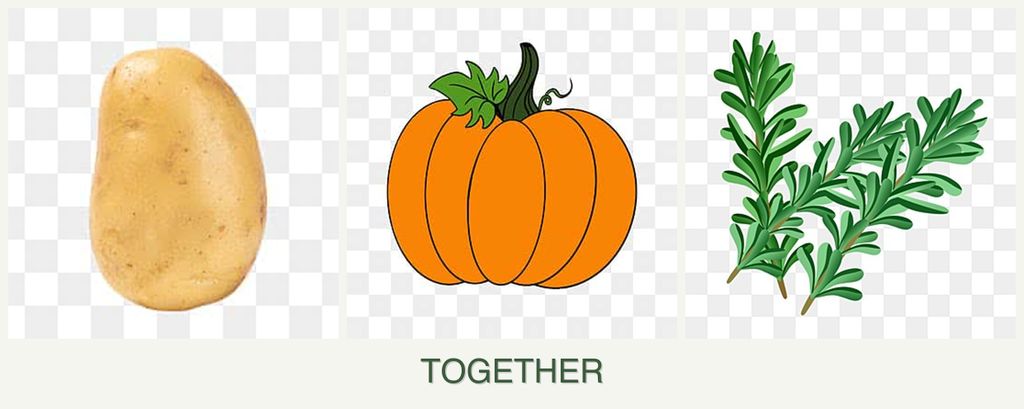 Can you plant potatoes, pumpkin and rosemary together?