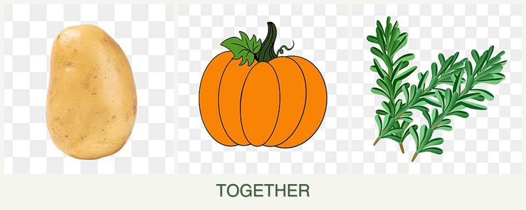 Can you plant potatoes, pumpkin and rosemary together?