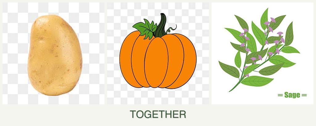 Can you plant potatoes, pumpkin and sage together?