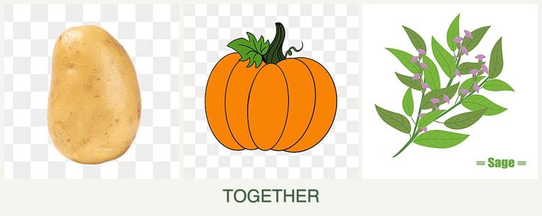 Can you plant potatoes, pumpkin and sage together?