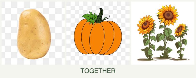 Can you plant potatoes, pumpkin and sunflowers together?