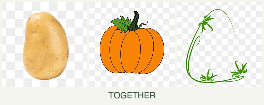 Can you plant potatoes, pumpkin and tarragon together?