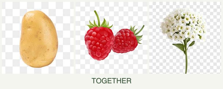 Can you plant potatoes, raspberries and alyssum together?