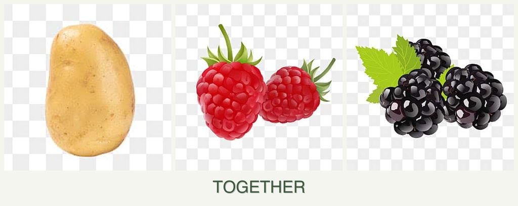 Can you plant potatoes, raspberries and blackberries together?