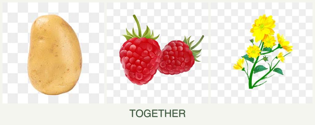 Can you plant potatoes, raspberries and calendula together?
