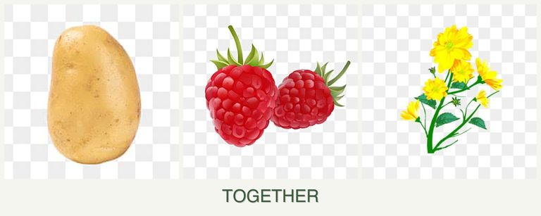 Can you plant potatoes, raspberries and calendula together?