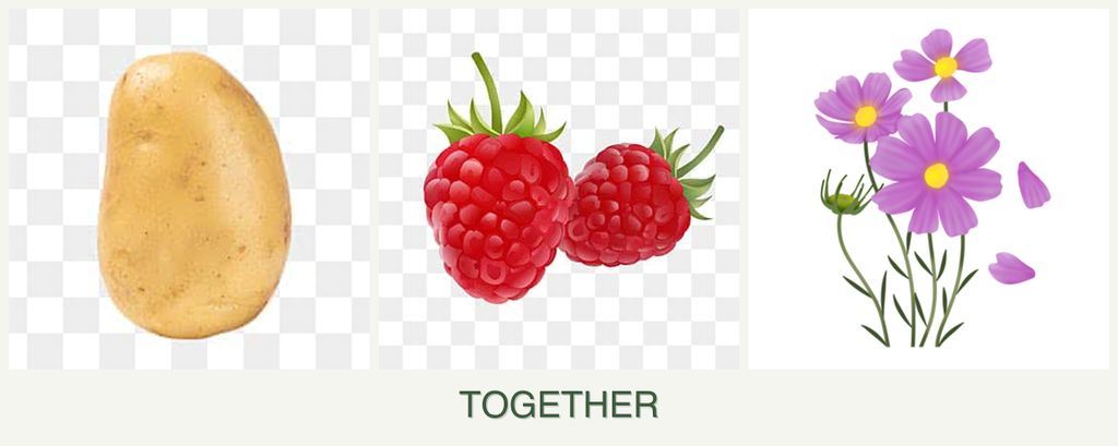 Can you plant potatoes, raspberries and cosmos together?