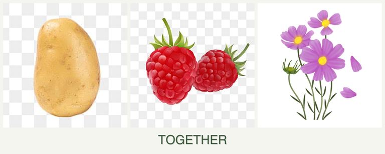 Can you plant potatoes, raspberries and cosmos together?