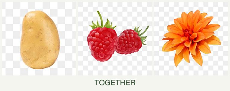 Can you plant potatoes, raspberries and dahlias together?