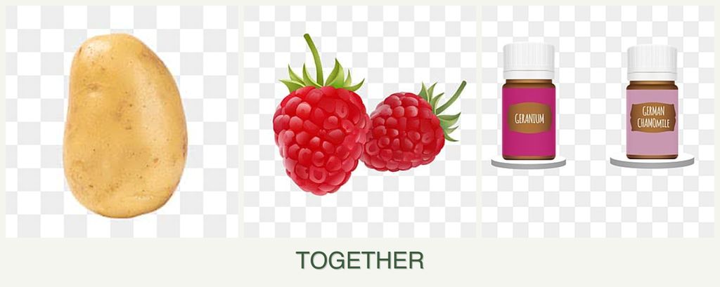 Can you plant potatoes, raspberries and geraniums together?