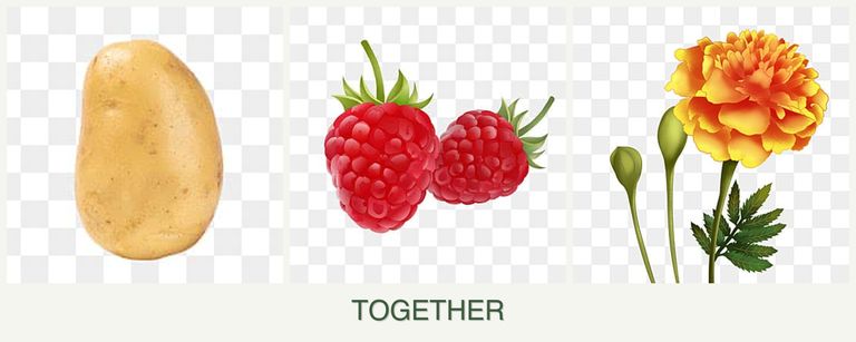 Can you plant potatoes, raspberries and marigolds together?