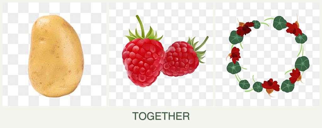 Can you plant potatoes, raspberries and nasturtiums together?