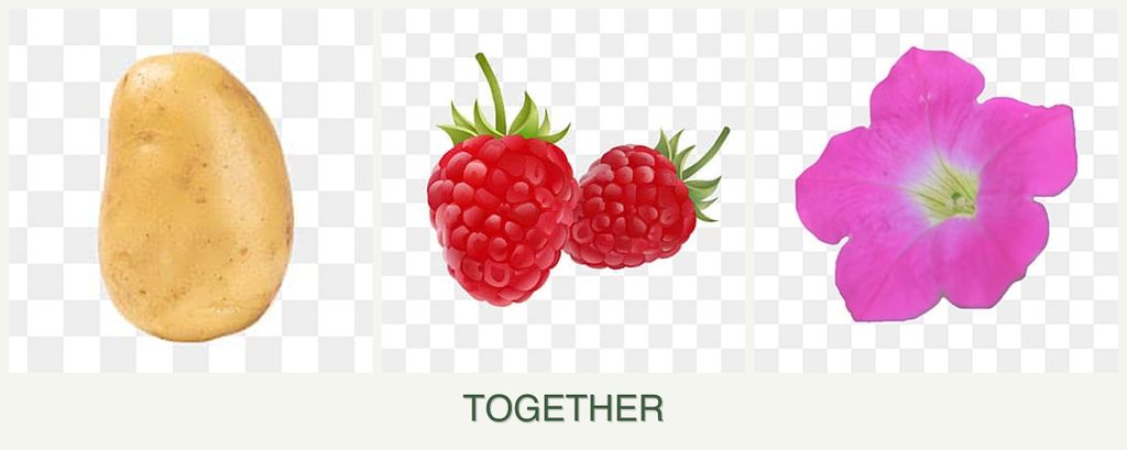 Can you plant potatoes, raspberries and petunias together?
