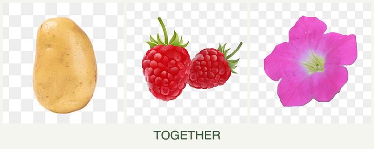 Can you plant potatoes, raspberries and petunias together?